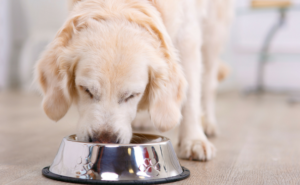 Safe and Non-toxic Dog Bowls